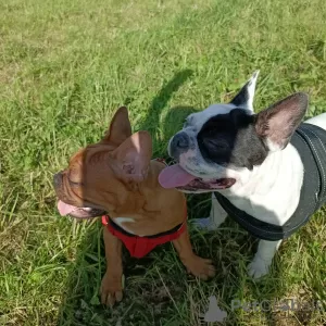 Photos supplémentaires: Chiot bouledogue français