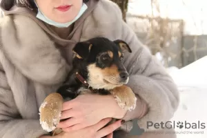 Photos supplémentaires: Chiots en cadeau