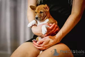 Photo №2 de l'annonce № 90641 de la vente basenji - acheter à Pologne éleveur