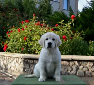 Photos supplémentaires: Vente de chiots Golden Retriever PRA 1, PRA 2,ICHT. purement