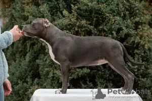 Photo №1. american bully - à vendre en ville de Krasnodar | négocié | Annonce №84654