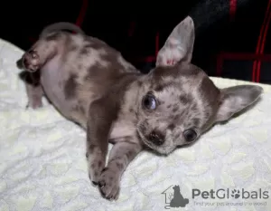 Photo №1. chihuahua - à vendre en ville de Coin | négocié | Annonce №30080