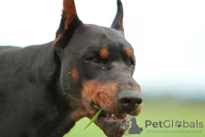 Photo №4. Je vais vendre dobermann en ville de Omsk. annonce privée, éleveur - prix - 4538€