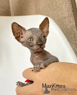 Photos supplémentaires: Chatons du Sphynx canadien