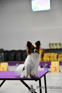 Photos supplémentaires: Chiots Papillon