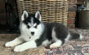 Photo №1. husky de sibérie - à vendre en ville de The Settlement | négocié | Annonce №52224