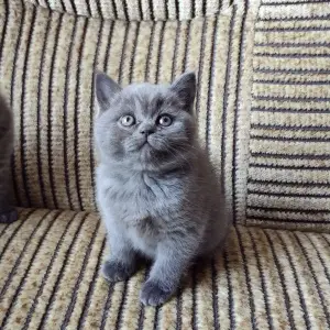 Photo №2 de l'annonce № 1870 de la vente british longhair, british shorthair - acheter à Biélorussie annonce privée