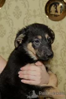 Photos supplémentaires: Puppy Lara cherche une famille