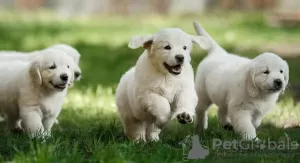 Photo №2 de l'annonce № 130755 de la vente golden retriever - acheter à Azerbaïdjan annonce privée