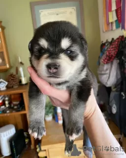 Photo №1. alaskan klee kai - à vendre en ville de Пекин | négocié | Annonce №83990