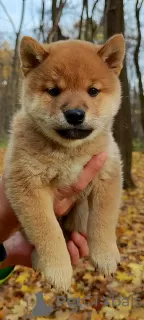 Photos supplémentaires: Chiots Shiba Inu pour l'élevage et la famille