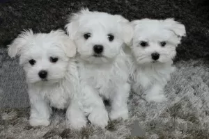 Photo №1. bichon maltais - à vendre en ville de Bucharest | 300€ | Annonce №70069