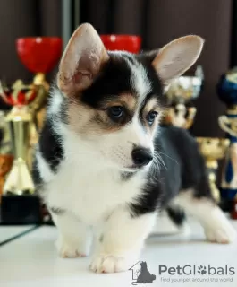 Photo №1. welsh corgi - à vendre en ville de Minsk | négocié | Annonce №86298