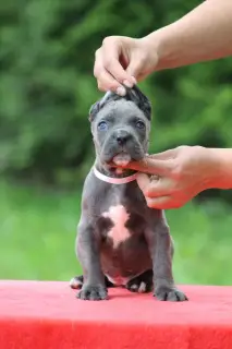 Photos supplémentaires: Chiots Cane Corso