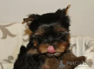 Photo №3. Chiots Yorkshire Terrier à vendre. Ukraine