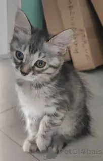 Photos supplémentaires: Pedigree Kuril Bobtail (FPL/FIFE) - la personnalité d'un chien et d'un chat en