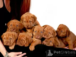 Photo №2 de l'annonce № 127490 de la vente dogue de bordeaux - acheter à Allemagne annonce privée