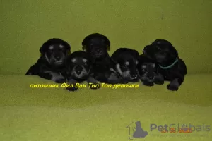 Photo №2 de l'annonce № 39550 de la vente schnauzer miniature - acheter à Fédération de Russie de la fourrière