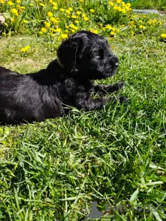 Photos supplémentaires: Les chiots Black Russian Terrier sont proposés par le plus ancien chenil de