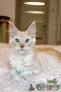 Photo №4. Je vais vendre maine coon en ville de Saint-Pétersbourg. annonce privée, de la fourrière, éleveur - prix - 556€