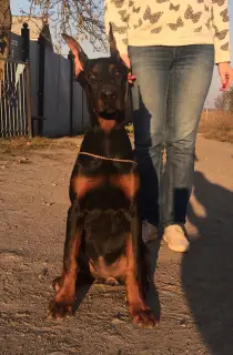 Photo №1. dobermann - à vendre en ville de Sumy | 800€ | Annonce №3099