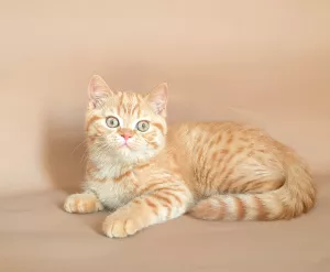 Photo №2 de l'annonce № 6243 de la vente british shorthair - acheter à Biélorussie de la fourrière