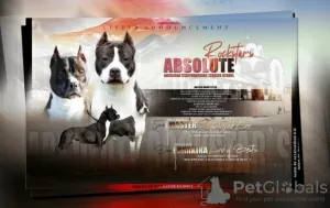 Photo №1. american staffordshire terrier - à vendre en ville de Ниш | négocié | Annonce №94224