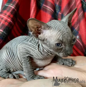 Photo №1. sphynx - à vendre en ville de Minsk | 827€ | Annonce № 24269