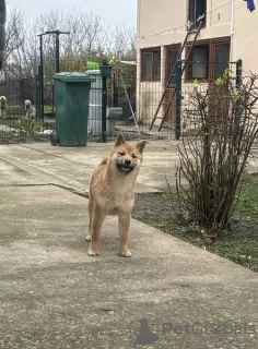 Photo №4. Je vais vendre shiba en ville de Zrenjanin.  - prix - 350€