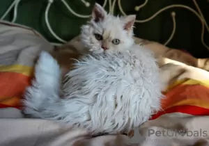 Photos supplémentaires: Chatons bouclés Selkik Rex