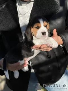 Photo №2 de l'annonce № 124815 de la vente beagle - acheter à La Moldavie annonce privée