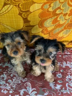 Photo №1. yorkshire terrier - à vendre en ville de Hannover | 3€ | Annonce №74203