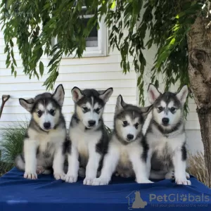 Photo №1. malamute de l'alaska - à vendre en ville de Parkano | Gratuit | Annonce №128376