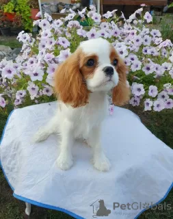 Photo №1. cavalier king charles spaniel - à vendre en ville de Omsk | 1478€ | Annonce №64614