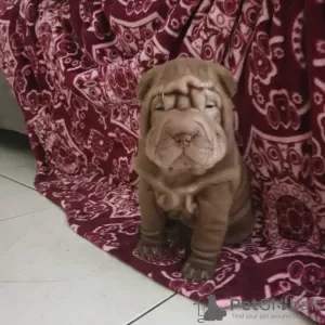 Photo №2 de l'annonce № 57263 de la vente shar pei - acheter à Israël annonce privée