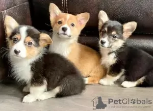 Photo №1. welsh corgi - à vendre en ville de Berlin | Gratuit | Annonce №98319