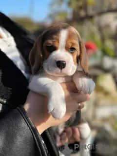 Photos supplémentaires: Chiots Beagle à vendre.