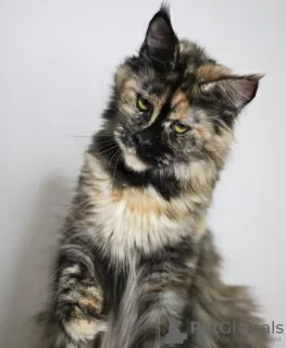 Photo №4. Je vais vendre maine coon en ville de Berlin. éleveur - prix - 800€