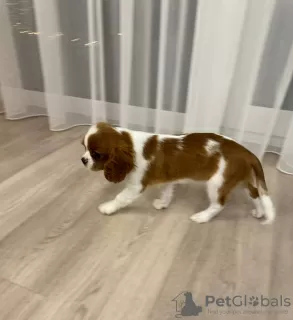 Photo №1. cavalier king charles spaniel - à vendre en ville de Vilnius | 1300€ | Annonce №84262