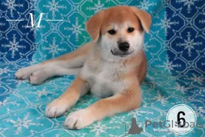 Photos supplémentaires: Chiots Akita inu. Akita japonais