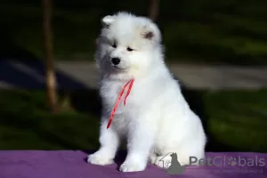 Photos supplémentaires: Chiots Samoyèdes à vendre