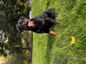 Photos supplémentaires: Kennel Club a enregistré de magnifiques chiots Rottweiler