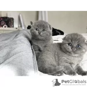 Photo №1. scottish fold - à vendre en ville de Sheffield Bottom | Gratuit | Annonce № 103690