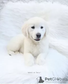 Photo №4. Je vais vendre golden retriever en ville de Leverkusen. annonce privée, de la fourrière, de l'abri, éleveur - prix - 399€