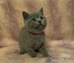 Photo №2 de l'annonce № 7989 de la vente british shorthair - acheter à Pologne annonce privée