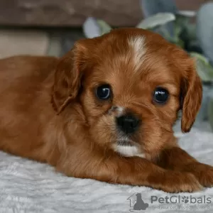 Photo №3. Cavalier King Charles Spaniel disponible. Brésil