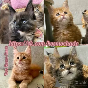 Photo №2 de l'annonce № 96579 de la vente maine coon - acheter à Fédération de Russie de la fourrière