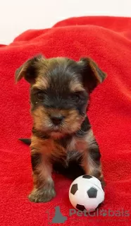 Photo №3. Yorkshire Terrier. Allemagne