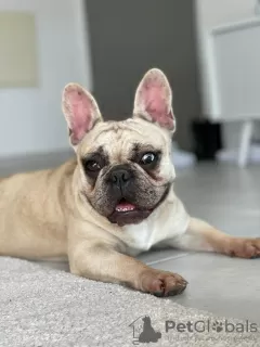 Photo №1. bouledogue - à vendre en ville de Harish | 3500€ | Annonce №36209