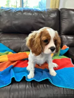 Photo №1. cavalier king charles spaniel - à vendre en ville de Londres | 250€ | Annonce №107360